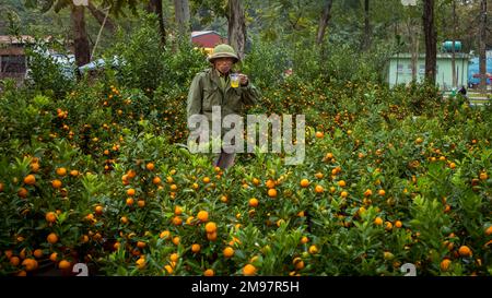 Un négociant sur un marché lunaire de la nouvelle année (Tet) vend des arbres de kumquat traditionnels à Hanoi, Vietnam. Les kumquat sont des décorations traditionnelles dans la maison à Banque D'Images