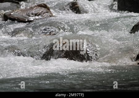 Torrent. Miage. Les Contamines-Montjoie. Haute-Savoie. Auvergne-Rhône-Alpes. France. Europe. Banque D'Images