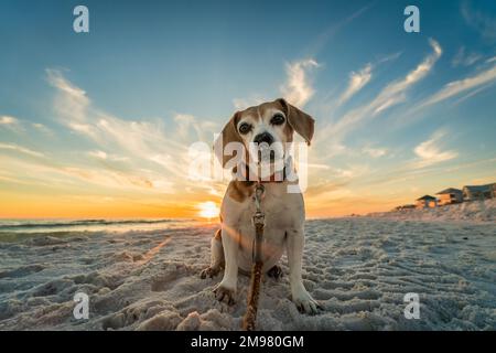 Un gros plan d'un adorable beagle assis sur le sable à la plage avec un fond de ciel de coucher de soleil Banque D'Images