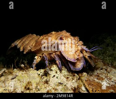 Homard pantoufle méditerranéenne - Scyllarides latus de Chypre Banque D'Images