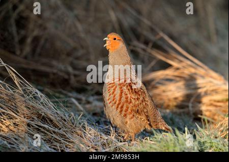 Un homme de Gray Partridge (Perdix perdix) appelle tôt le matin sur une promontoire de conservation autour des terres arables, Berwickshire, Écosse, avril 2010 Banque D'Images