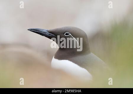 Guillemot (Uria aalge) adulte bridé avec eyestyrre près de nid, îles Farne, Northumberland, Angleterre, juin 2007 Banque D'Images