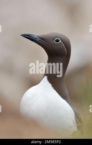 Guillemot (Uria aalge) adulte bridé avec eyestyrre près de nid, îles Farne, Northumberland, Angleterre, juin 2007 Banque D'Images