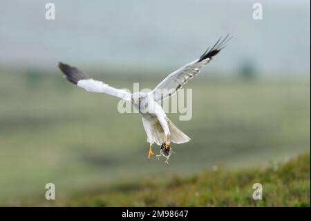 Harrier de poule (Circus cyaneus), mâle transportant le pré pipit nichant, Anthus pratensis, poussin comme proie de retour à nid, Langholm Moor, Écosse Banque D'Images