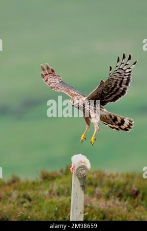 Harrier de poule (Circus cyaneus), femelle attirée par des rats blancs dans une station d'alimentation diversion fournie au projet de démonstration de Langholm Moor Banque D'Images