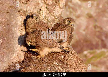 Kestrel (Falco tinnunculus) couvée de juvéniles bien cultivés sur une corniche nicheuse précédemment occupée par des kittiwards sur les falaises marines de St Abbs Head NNR Banque D'Images