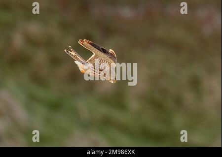 Kestrel (Falco tinnunculus) oiseau femelle planant dans le vent / temps pluvieux au-dessus du goulet herbeux entre les falaises de la mer à St Abbs Head NNR Banque D'Images