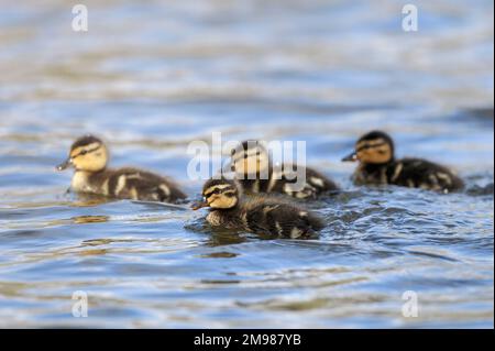 Mallard (Anas platyrhynchos) canins nageant sur la rivière proche derrière la mère sur la rivière Tweed, Roxburghshire, Écosse, avril 2000 Banque D'Images