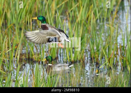 Mallard (Anas platyrhynchos) mâle / drake oiseau décollage d'un étang à la réserve de Wildfowl and Wetlands Trust à Caerlaverock, Écosse Banque D'Images