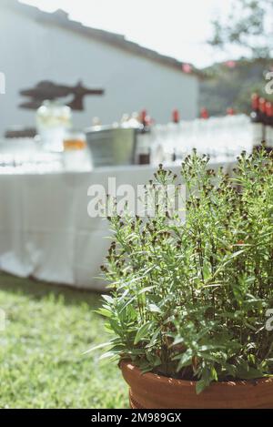 Plante en pot devant un bar sur une table de jardin avec bouteilles de vin, champagne et eau Banque D'Images