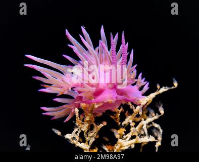 Nudibranche de Chypre - Flabellina affinis Banque D'Images