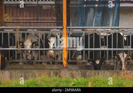 Vaches derrière les barres alimentation en nourriture de la cuvette à la ferme de bétail industrielle Banque D'Images