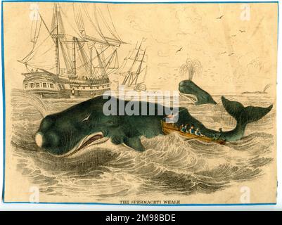 Physeter macrocephalus, cachalot. Banque D'Images