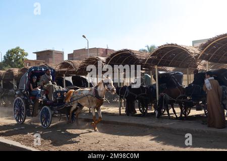 EDFU, ÉGYPTE - 28 décembre 2022. Homme nubien local à cheval sur une calèche blanche qui roule et transporte des touristes qui se sortaient d'autres chevaux Banque D'Images