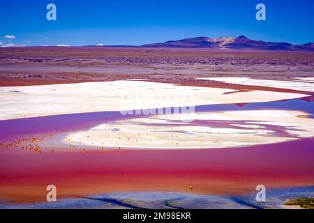 Vue de dessus de la Laguna Colorada rouge avec un troupeau de flamants roses en Bolivie Banque D'Images