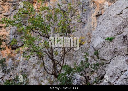 Montagnes Rocheuses en Turquie. Végétation sur pierres. Image détaillée du terrain montagneux. Arbres, buissons et herbe sur les rochers. Banque D'Images