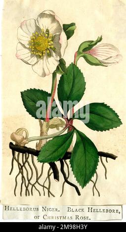 Helleborus Niger, Black Hellebore ou Christmas Rose. Banque D'Images