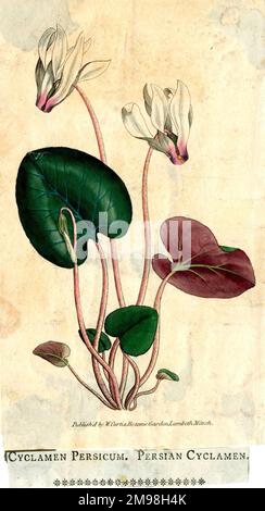 Cyclamen persicum, Cyclamen perse. Banque D'Images