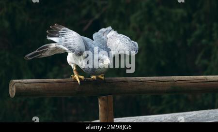Un cliché peu profond d'un oiseau variable Hawk perché sur un bâton de bois Banque D'Images