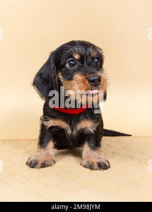 petit chien de dachshund à poil dur sur fond clair. Portrait de chien. Animaux de compagnie mignons Banque D'Images