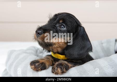 le petit chiot de dachshund à poil dur est allongé sur le lit. Portrait de chien. Animaux de compagnie mignons Banque D'Images