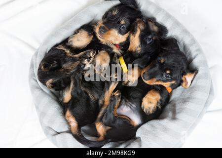 Trois chiots d'un dachshund à poil dur sont couchés sur le lit avec leurs pattes vers le haut. Portrait d'un chien. Animaux de compagnie mignons Banque D'Images