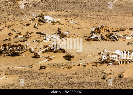 OS animaux dans un désert près de l'oasis de Bahariya, Egypte Banque D'Images