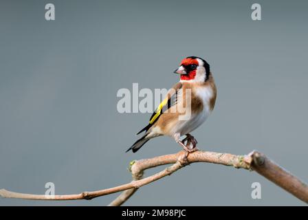 Un gros plan d'un seul Goldfinch perché sur une branche d'arbre avec un fond propre et lisse Banque D'Images