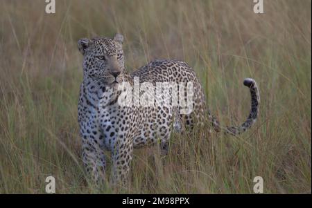 beau léopard mâle debout en alerte dans la lumière du matin et de l'herbe haute de la mara sauvage de masai, kenya Banque D'Images