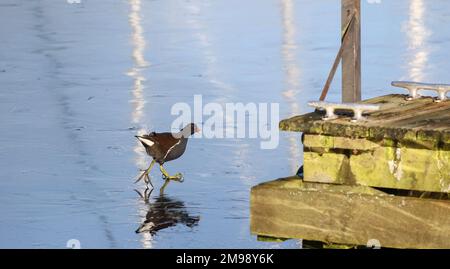 Lough Neagh, Kinnego, près de Lurgan, Comté d'Armagh, Irlande du Nord, ROYAUME-UNI. 17 janvier 2023. Temps au Royaume-Uni - après de fortes gelées et de la glace pendant la nuit, un jour amèrement froid malgré le soleil dans le vent ouest-nord-ouest (WNW). Moorhen marche sur glace - un moorhen marche sur la surface gelée du port de plaisance. Crédit : David Hunter/Alay Live News. Banque D'Images