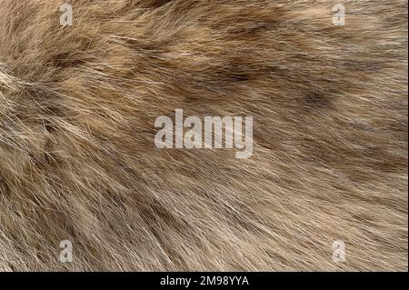 Fourrure de loup gris véritable, surface. Pelage de loup avec des fibres de fourrure soyeuses, moelleuses et broussantes, principalement utilisées pour les foulards. Croissance épaisse des cheveux couvrant les loups gris. Banque D'Images