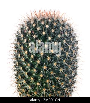Cactus isolé sur fond blanc Banque D'Images