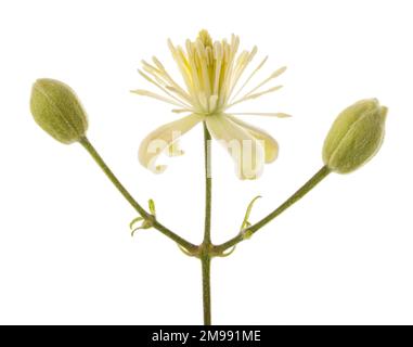 Fleur de Clematis vitalba isolée sur fond blanc Banque D'Images