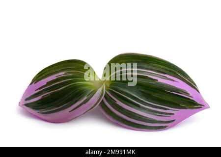 Tradescantia Nanouk plante isolée sur fond blanc Banque D'Images