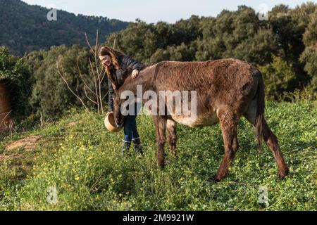 Femme tenant un seau tout en nourrissant un âne à l'extérieur dans la nature en un jour ensoleillé. Banque D'Images