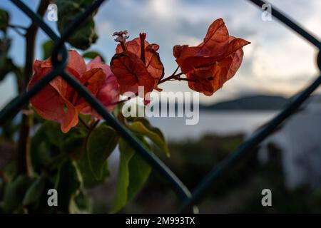 Fleurs de bougainvilliers derrière une clôture métallique avec la mer Méditerranée en arrière-plan, Majorque, Espagne, cadre côtier au crépuscule Banque D'Images