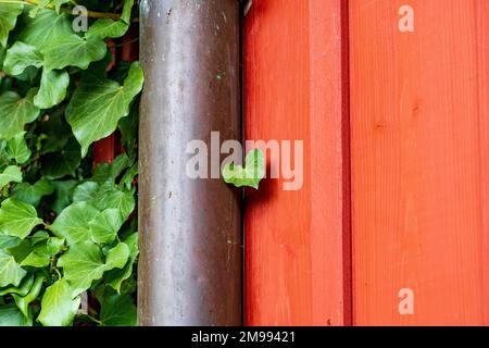 mur en bois rouge avec feuilles de lierre vertes (hedera helix) et gouttière, gros plan Banque D'Images