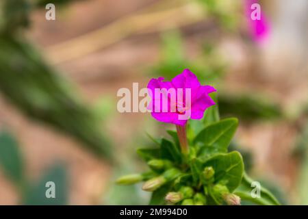 Fleurs violettes mirabilis jalapa, la merveille du Pérou ou quatre heures de fleur avec fond vert défocused à Majorque, gros plan et foyer sélectif Banque D'Images