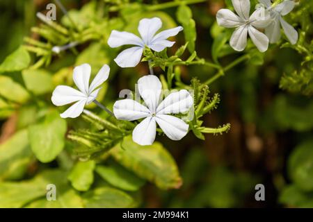 Plumbago auriculata, le lapondort, le plumbago bleu ou le cap plumbago sur fond vert défoqué à Majorque, gros plan et foyer sélectif Banque D'Images