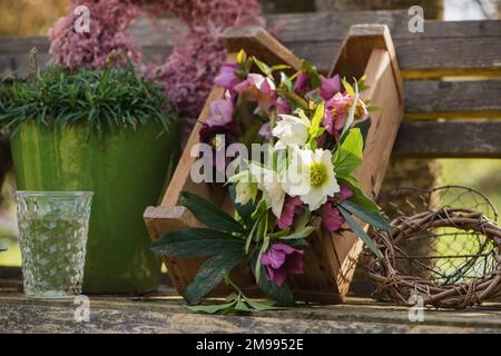 Helleborus fleurit sur un banc de jardin Banque D'Images