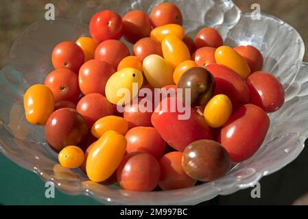 Petites tomates cerises de couleur arc-en-ciel. Banque D'Images