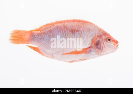 poisson, mojarra rouge ou tilapia rouge sur fond blanc. Banque D'Images