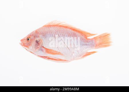 poisson, mojarra rouge ou tilapia rouge sur fond blanc. Banque D'Images