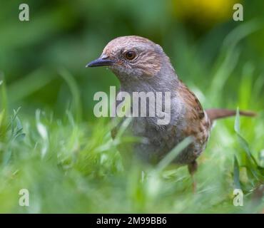 Vue au rez-de-chaussée d'Un Dunnock, Prunella modularis, à la recherche de nourriture sur Une pelouse graasy, Christchurch Royaume-Uni Banque D'Images