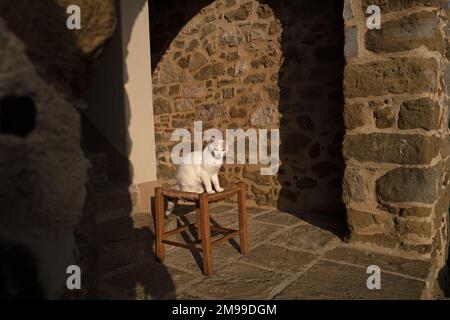 Le chat blanc est assis sur un footstoll en bois dans un porche d'une maison de campagne en Toscane, en Italie Banque D'Images