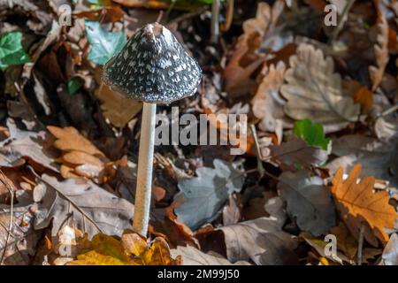 Magpie Inkcap champignon croissant parmi les feuilles mortes d'automne Banque D'Images