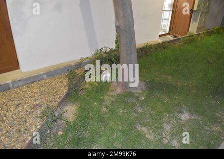 Chat à côté de l'arbre dans le jardin de la mer à Varna. Banque D'Images