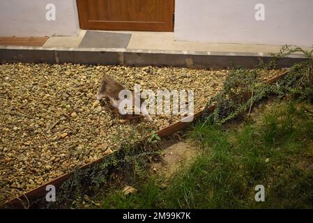 Chat à côté de l'arbre dans le jardin de la mer à Varna. Banque D'Images