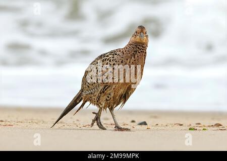 Faisan, Phasianus colchicus, femelle adulte marchant le long d'une plage de sable Norfolk, octobre Banque D'Images