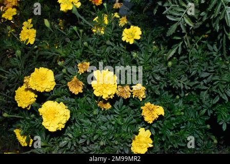 Fleur jaune dans le jardin de la mer dans la ville de Varna. Banque D'Images